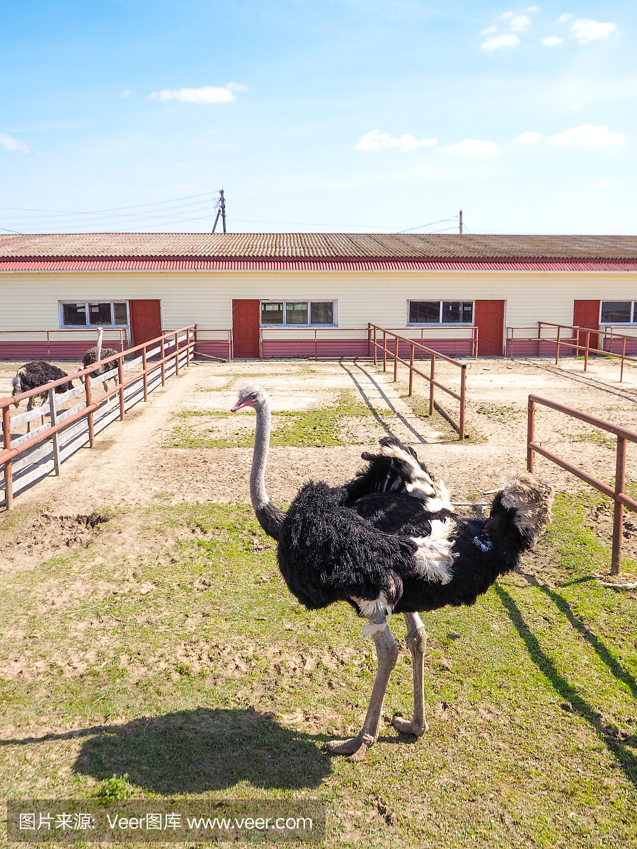鸵鸟鸟在围场,农场建筑谷仓。培育农业