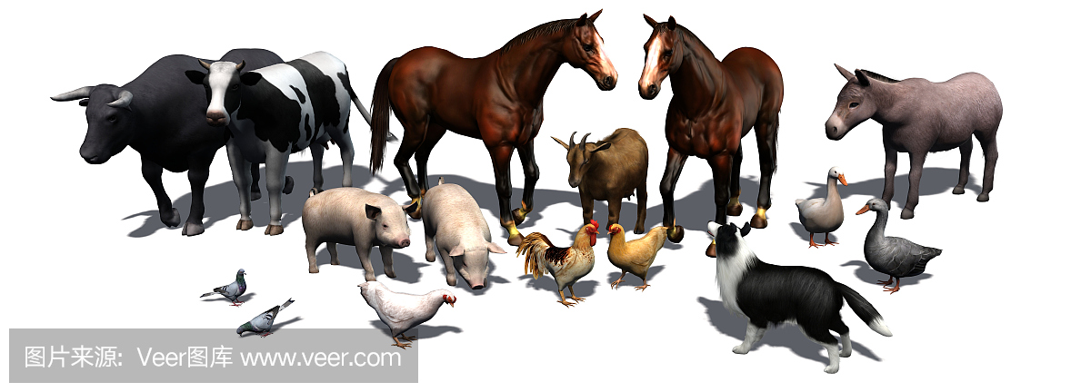 农场动物-分开的白色背景
